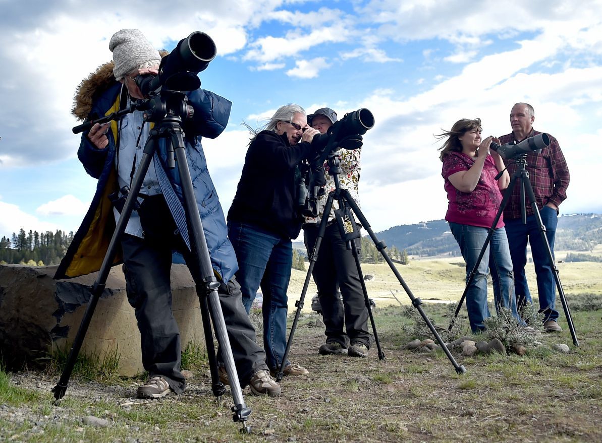 Wolf watchers
